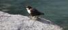 Wasseramsel